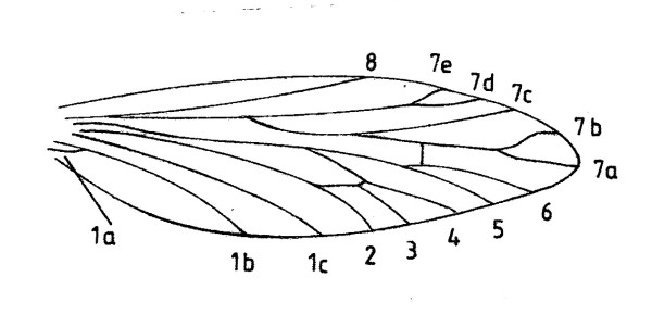 Venation hindwing of an eriocraniid moth.